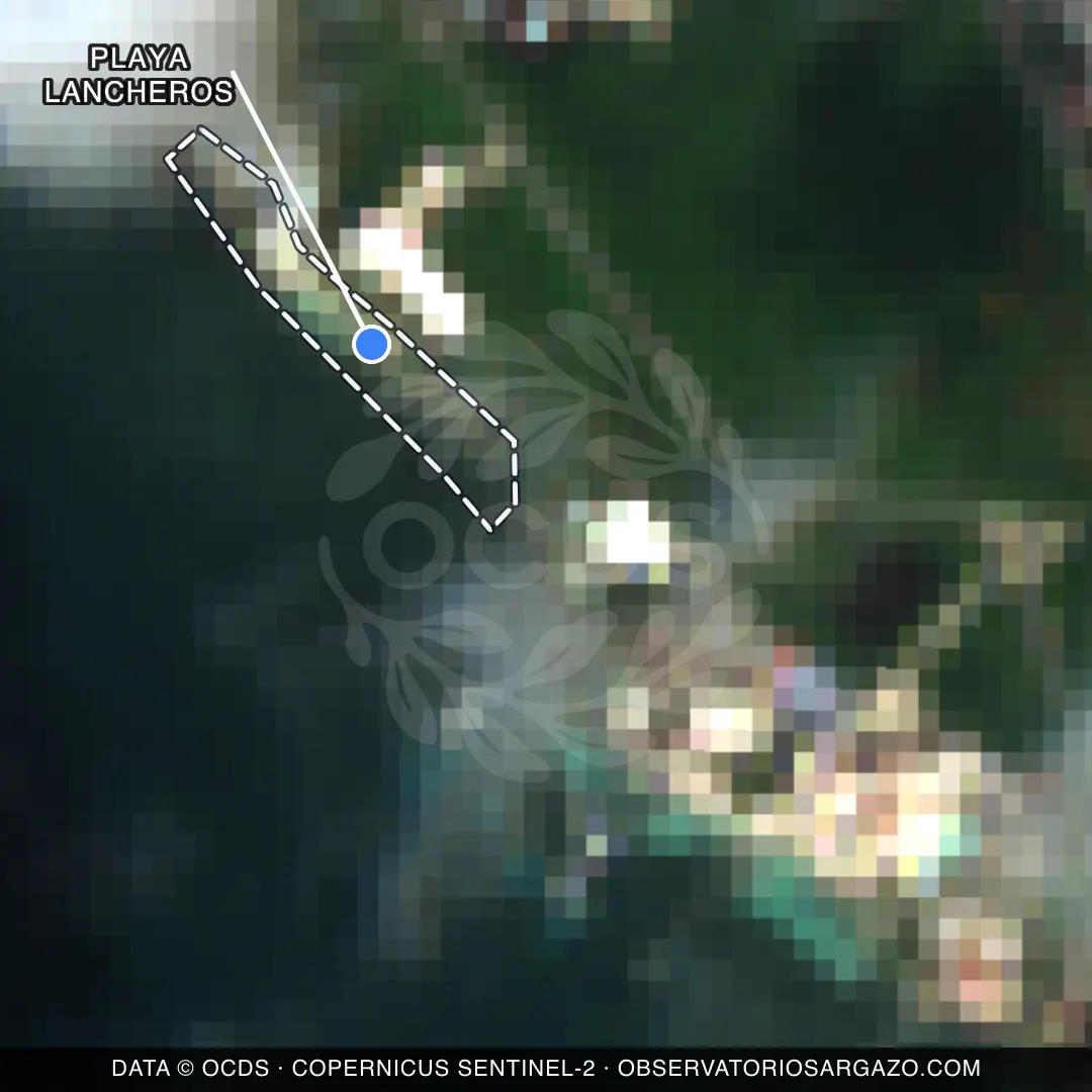 Immagine satellitare del sargasso sulla spiaggia Playa Lancheros, Isla Mujeres — senza sargasso, 12 ottobre 2026