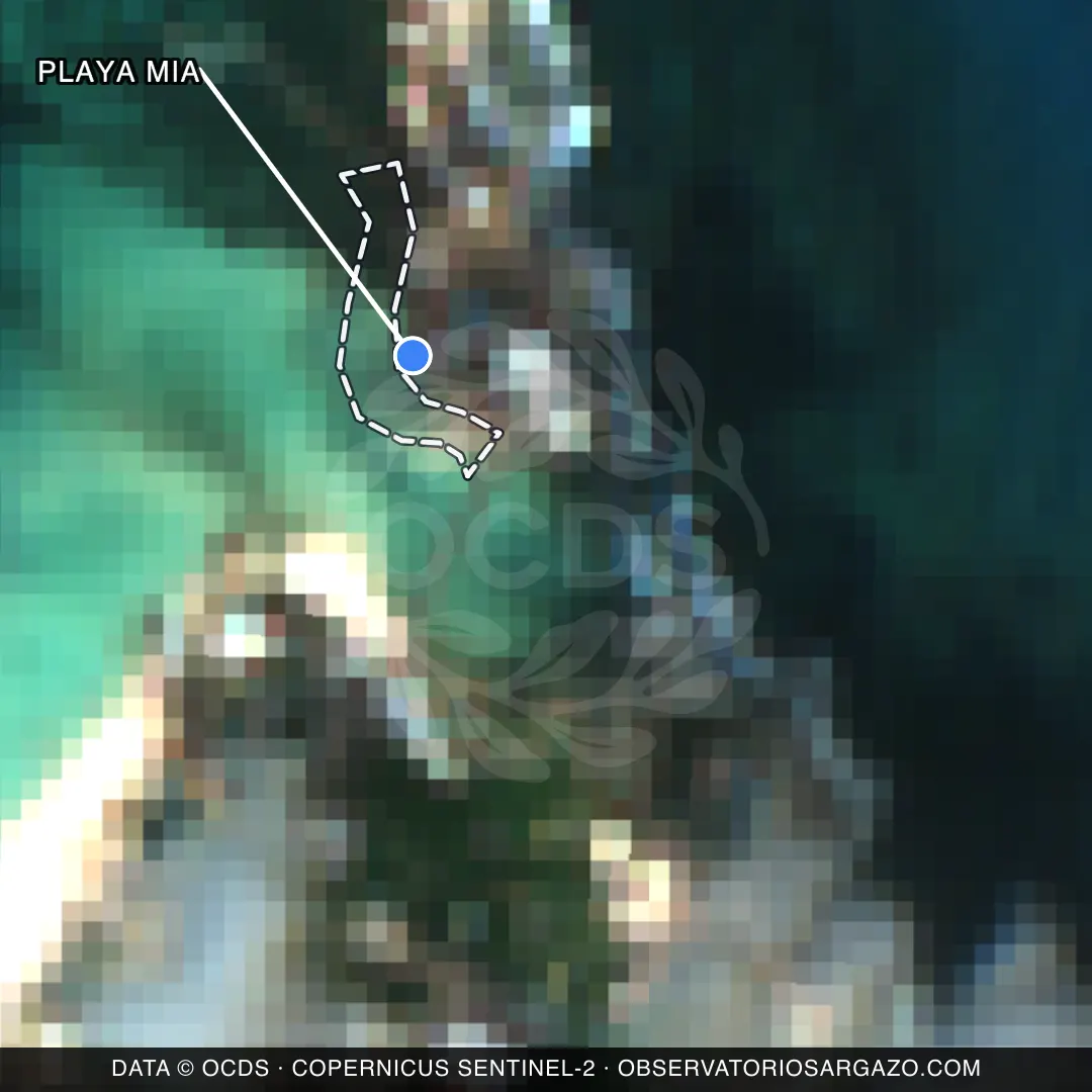 Image satellite des sargasses sur la plage Playa Mia, Isla Mujeres — sans sargasses, 12 octobre 2026