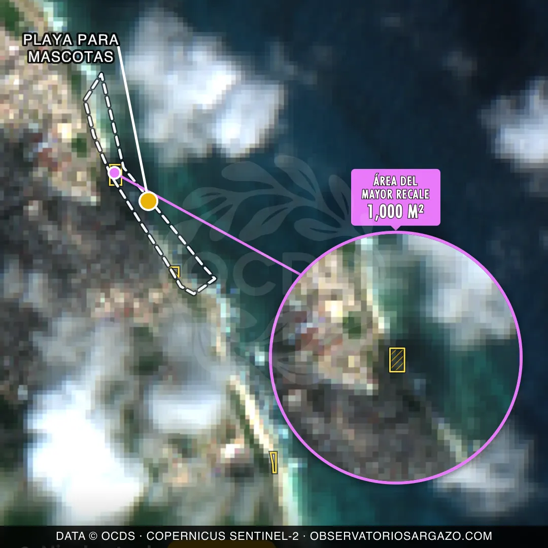 Immagine satellitare del sargasso sulla spiaggia Playa para mascotas, Isla Mujeres — sargasso moderato, 12 ottobre 2026