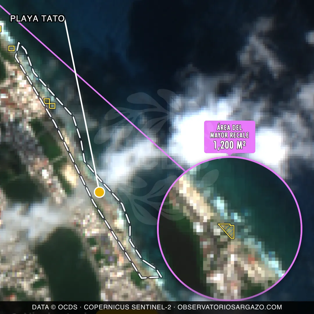 Immagine satellitare del sargasso sulla spiaggia Playa Tato, Isla Mujeres — sargasso moderato, 12 ottobre 2026