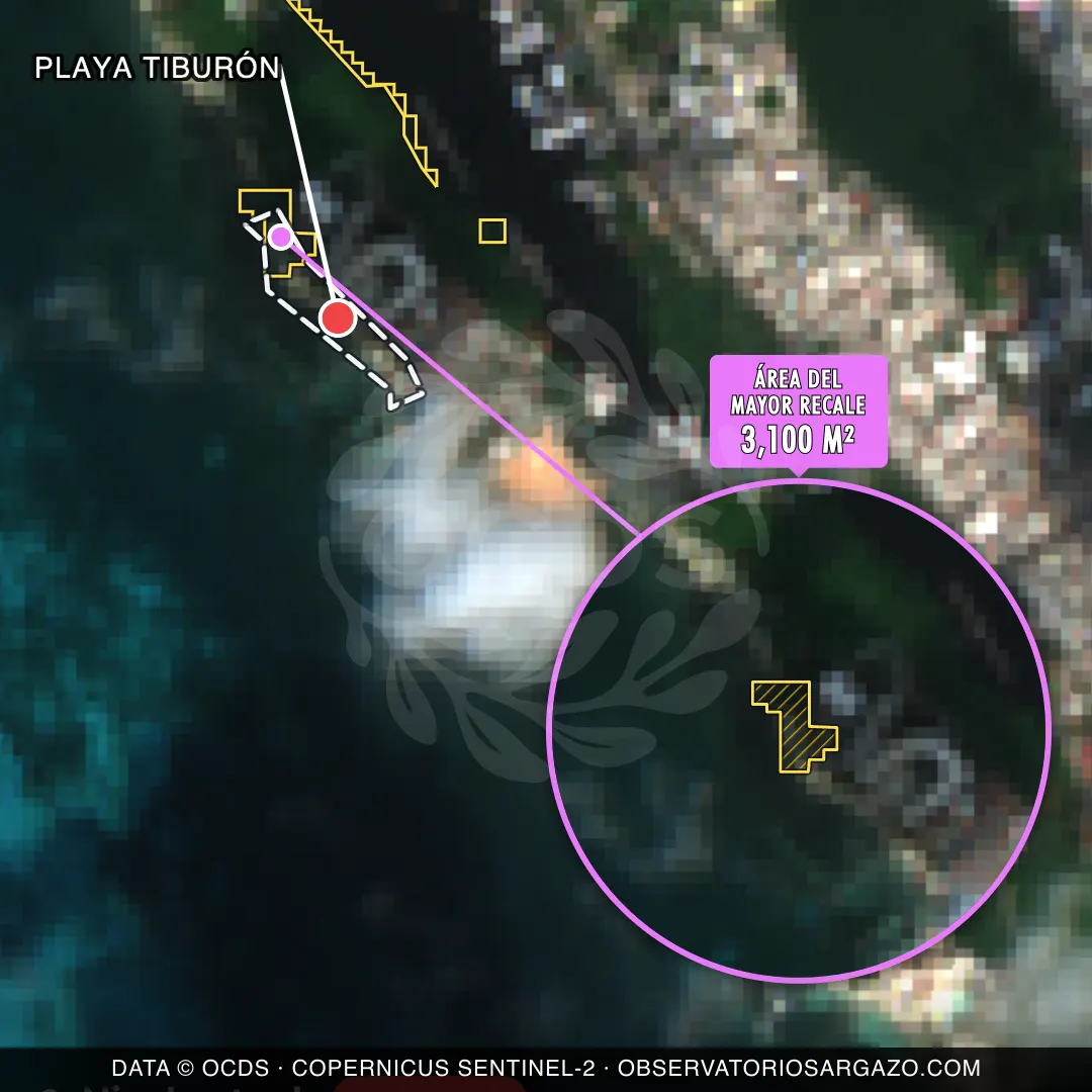 Immagine satellitare del sargasso sulla spiaggia Playa Tiburón, Isla Mujeres — sargasso eccessivo, 12 ottobre 2026