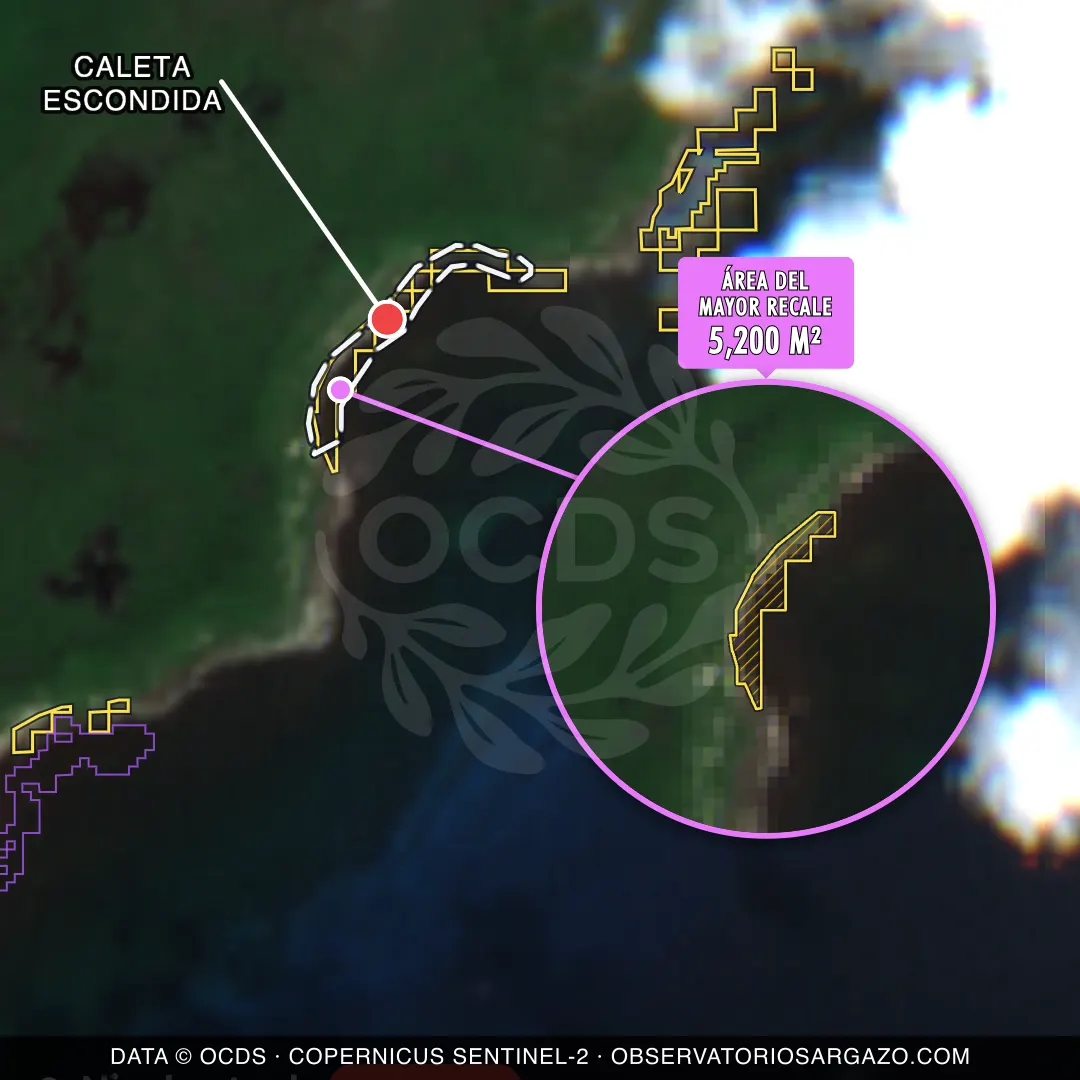 Immagine satellitare del sargasso sulla spiaggia Caleta Escondida, Mahahual — sargasso eccessivo, 12 ottobre 2026