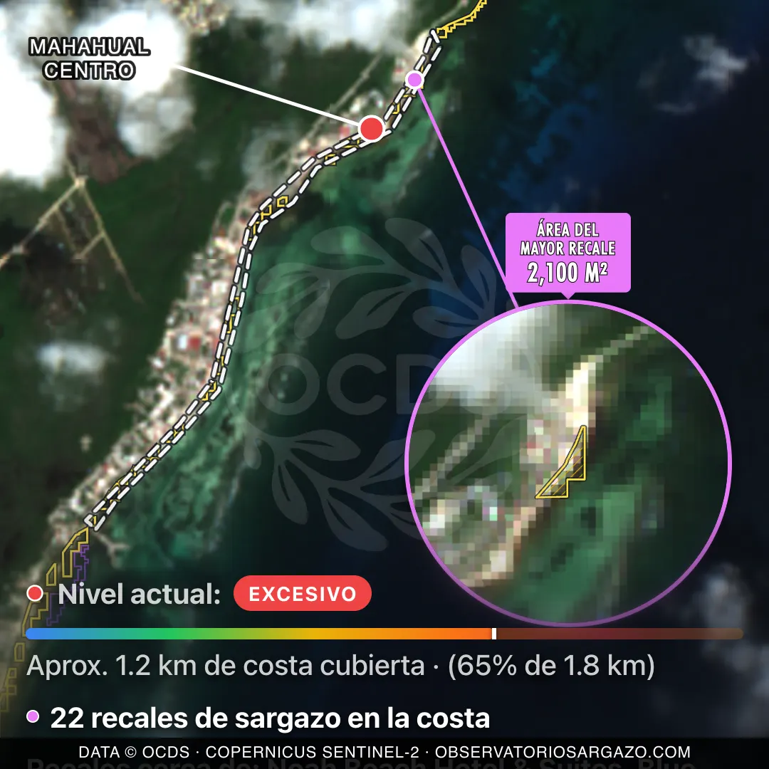 Immagine satellitare del sargasso sulla spiaggia Mahahual Centro, Mahahual — sargasso eccessivo, 12 ottobre 2026