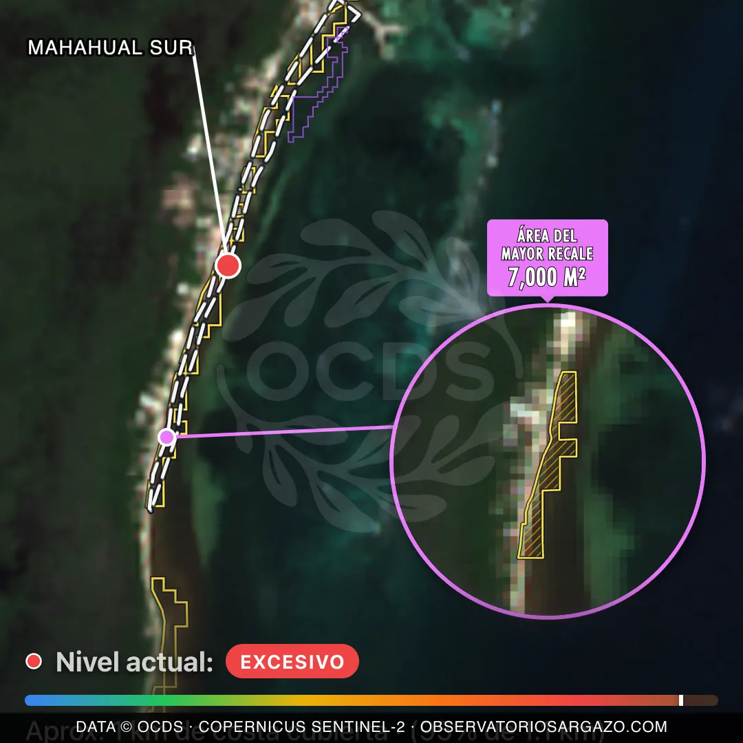Image satellite des sargasses sur la plage Mahahual Sur, Mahahual — sargasses excessives, 12 octobre 2026