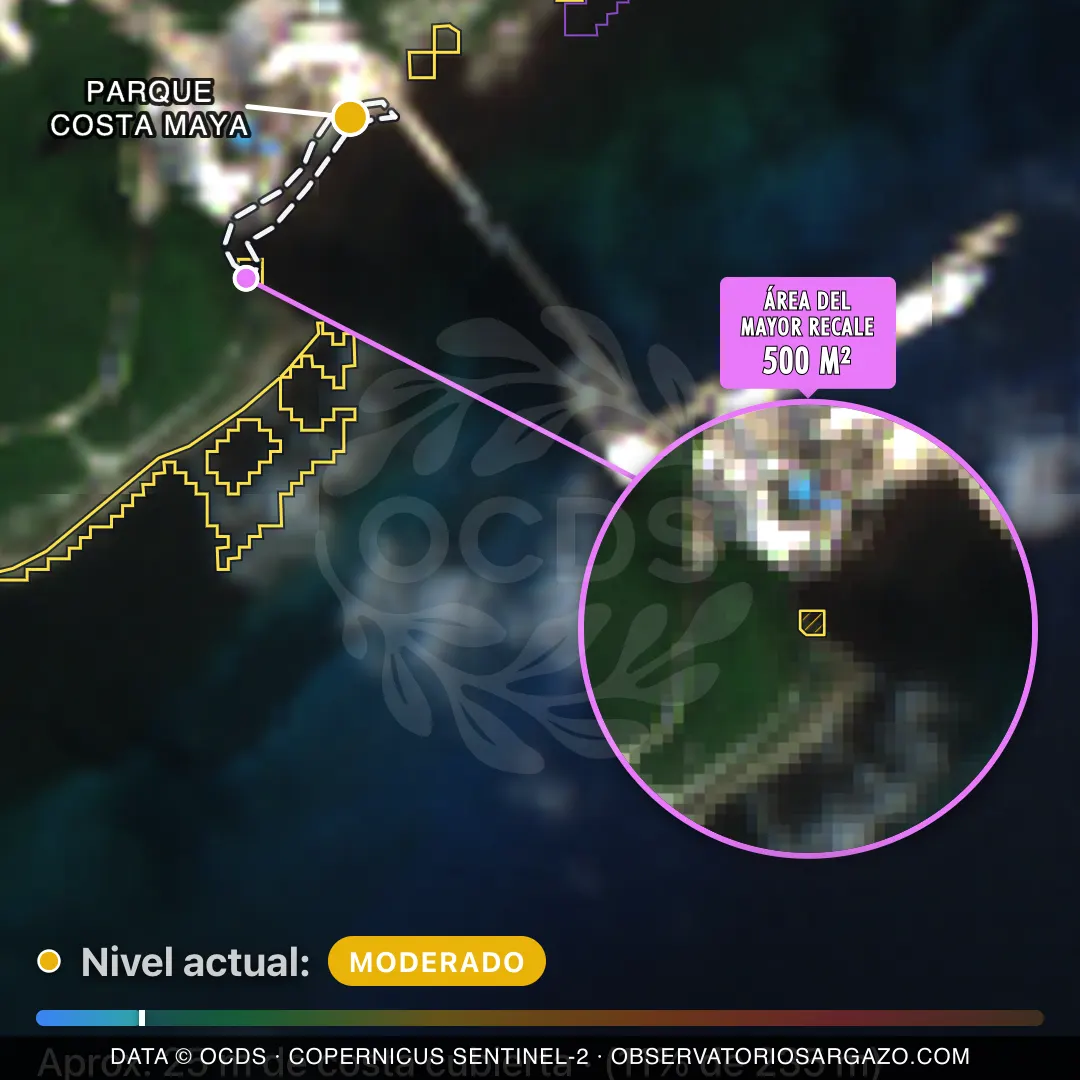 Image satellite des sargasses sur la plage Parque Costa Maya, Mahahual — sargasses modérées, 12 octobre 2026