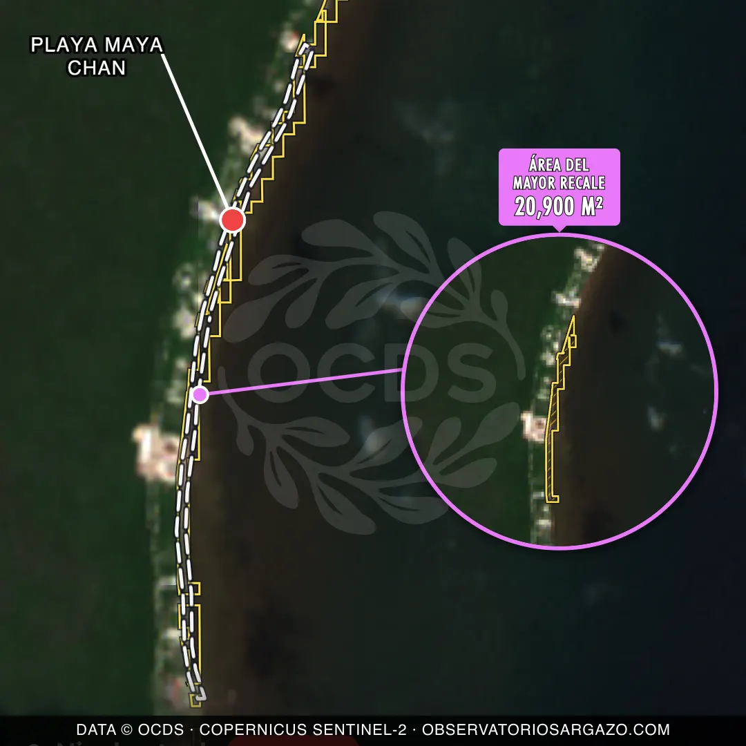 Image satellite des sargasses sur la plage Playa Maya Chan, Mahahual — sargasses excessives, 12 octobre 2026