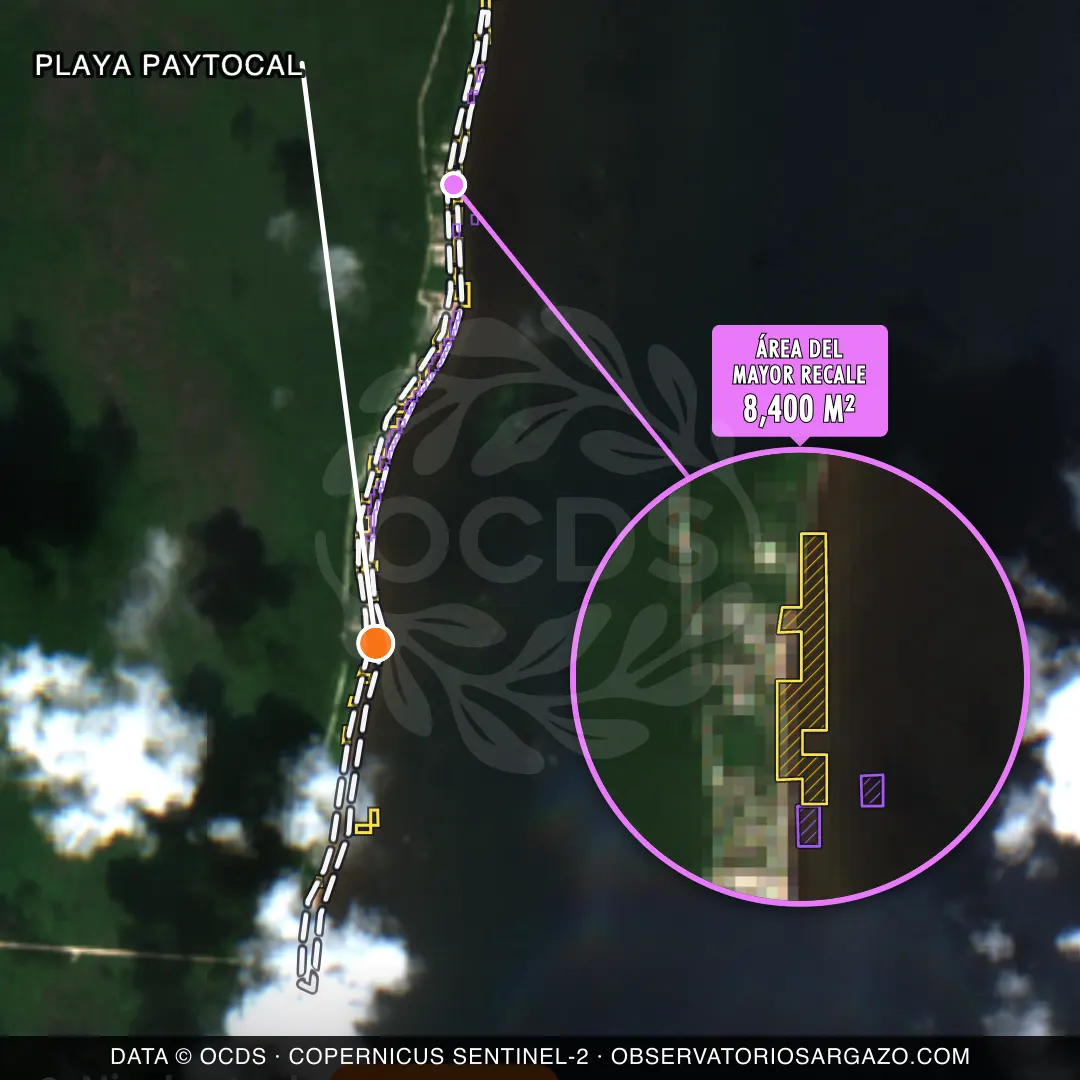 Image satellite des sargasses sur la plage Playa Paytocal, Mahahual — sargasses abondantes, 12 octobre 2026