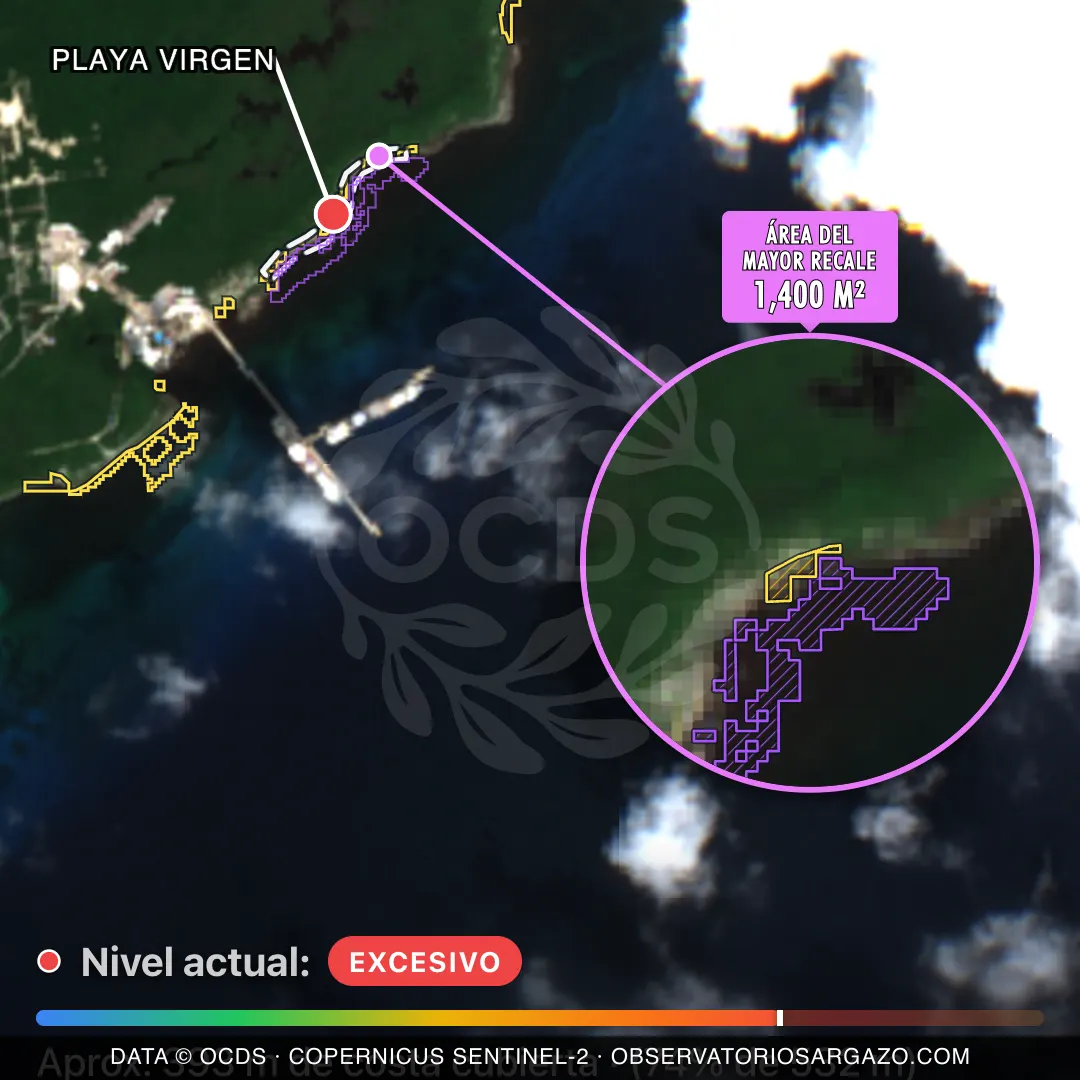 Image satellite des sargasses sur la plage Playa Virgen, Mahahual — marée brune, 12 octobre 2026