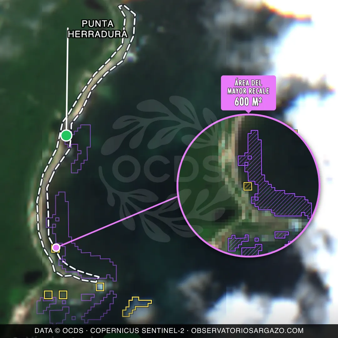 Immagine satellitare del sargasso sulla spiaggia Punta Herradura, Mahahual — sargasso scarso, 12 ottobre 2026