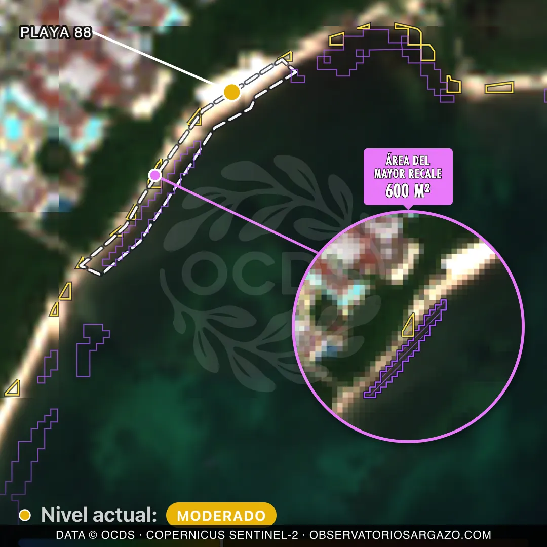 Image satellite des sargasses sur la plage Playa 88, Playa del Carmen — marée brune, 12 octobre 2026