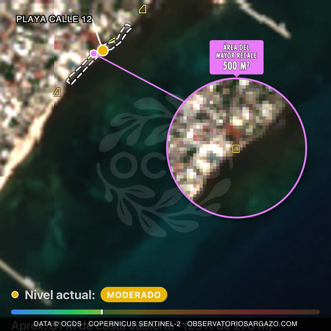 Image satellite des sargasses sur la plage Playa Calle 12, Playa del Carmen — sargasses modérées, 12 octobre 2026
