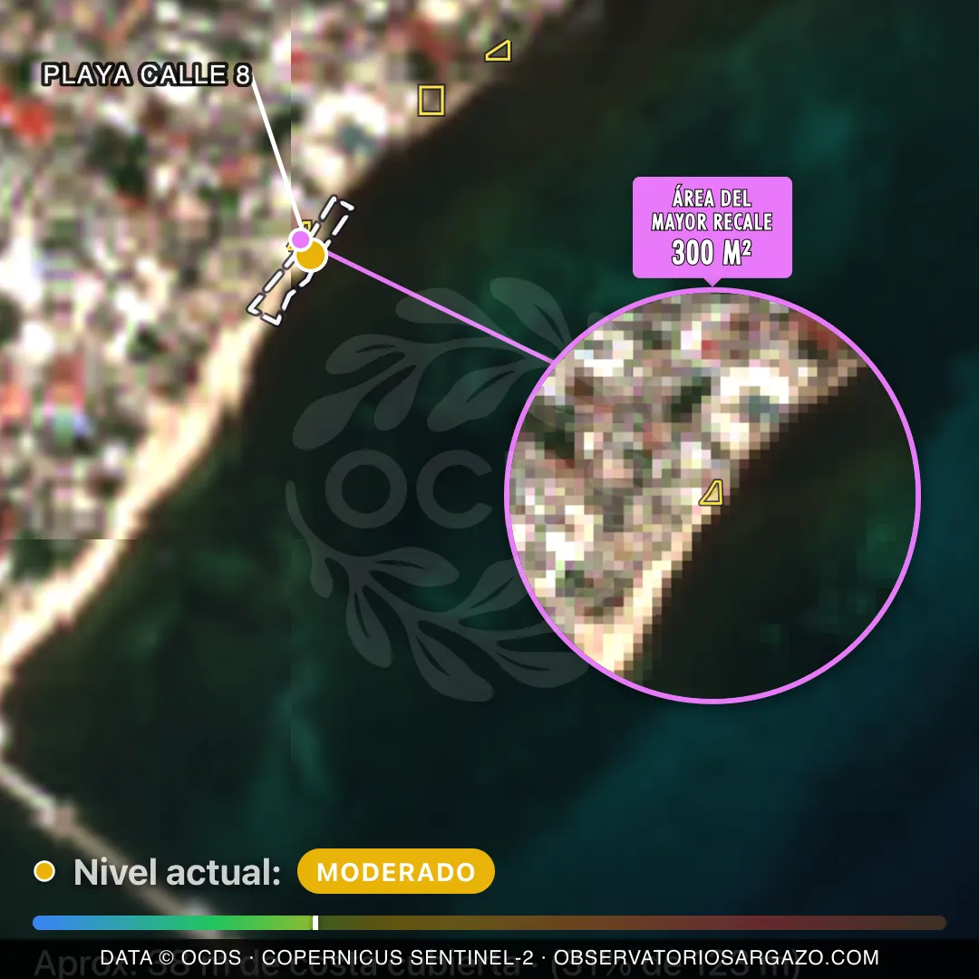 Image satellite des sargasses sur la plage Playa Calle 8, Playa del Carmen — sargasses modérées, 12 octobre 2026