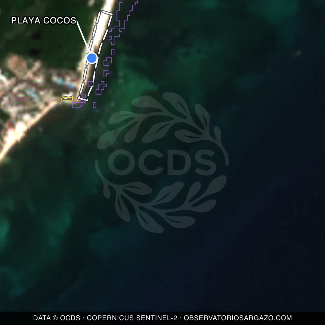 Image satellite des sargasses sur la plage Playa Cocos, Playa del Carmen — sans sargasses, 12 octobre 2026