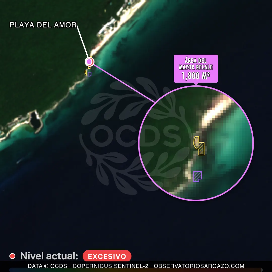 Image satellite des sargasses sur la plage Playa del Amor, Playa del Carmen — sargasses excessives, 12 octobre 2026