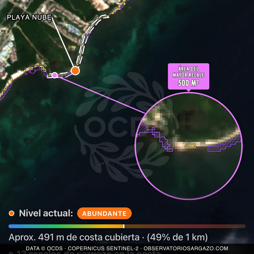 Immagine satellitare del sargasso sulla spiaggia Playa Nube, Playa del Carmen — sargasso abbondante, 12 ottobre 2026