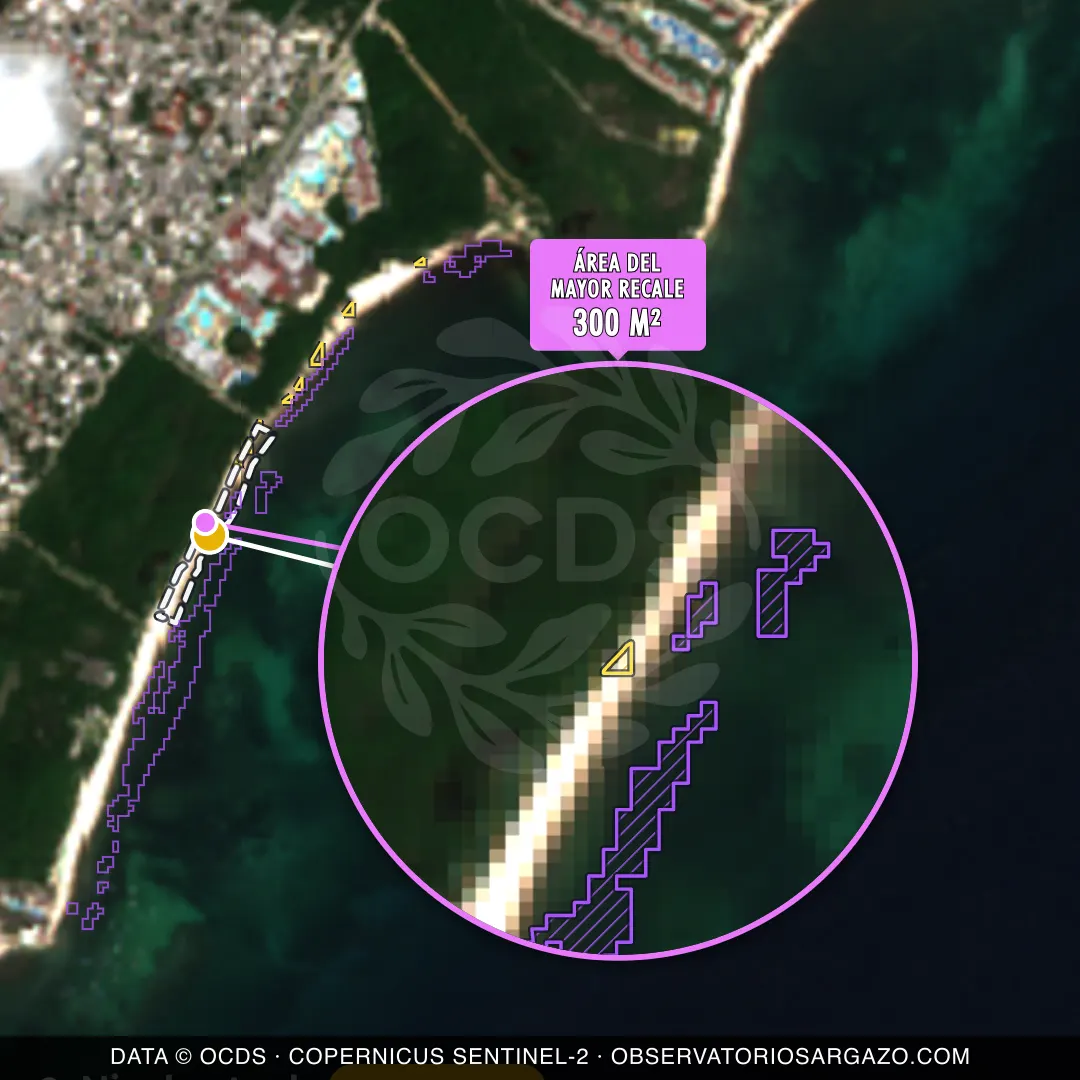 Immagine satellitare del sargasso sulla spiaggia Playa Paraíso, Playa del Carmen — sargasso moderato, 12 ottobre 2026