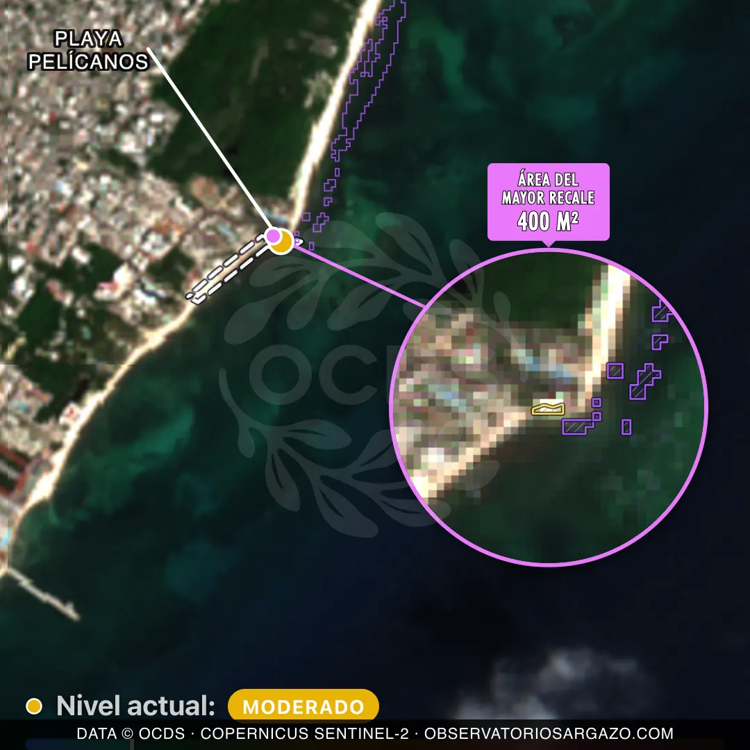 Immagine satellitare del sargasso sulla spiaggia Playa Pelícanos, Playa del Carmen — sargasso moderato, 12 ottobre 2026