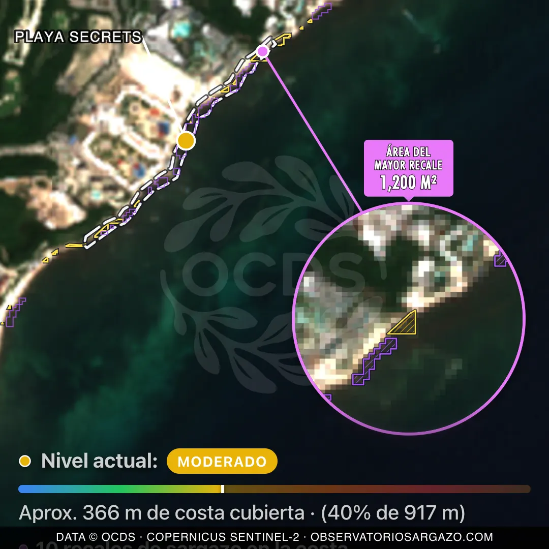 Image satellite des sargasses sur la plage Playa Secrets, Playa del Carmen — marée brune, 12 octobre 2026