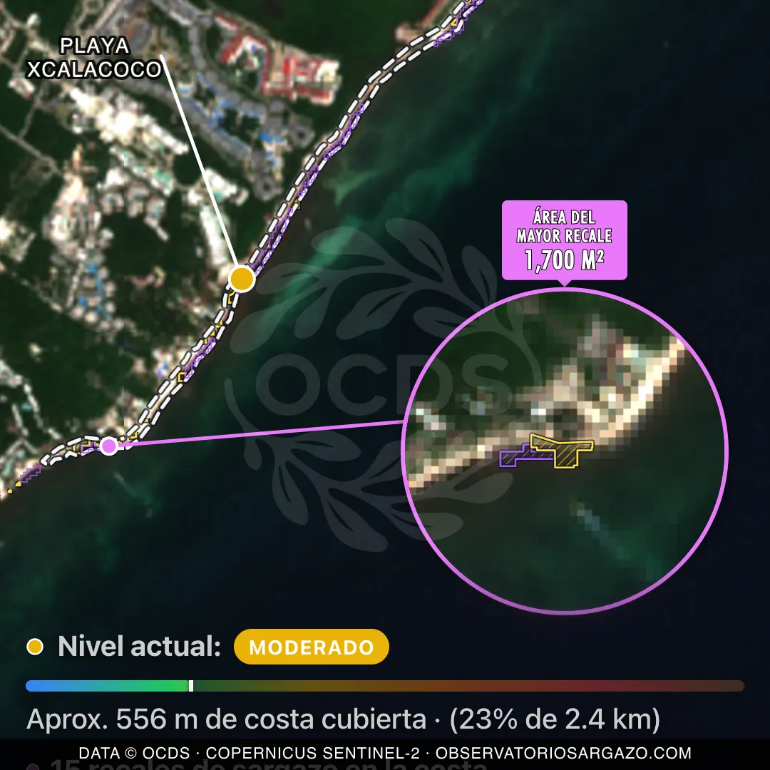 Image satellite des sargasses sur la plage Playa Xcalacoco, Playa del Carmen — marée brune, 12 octobre 2026