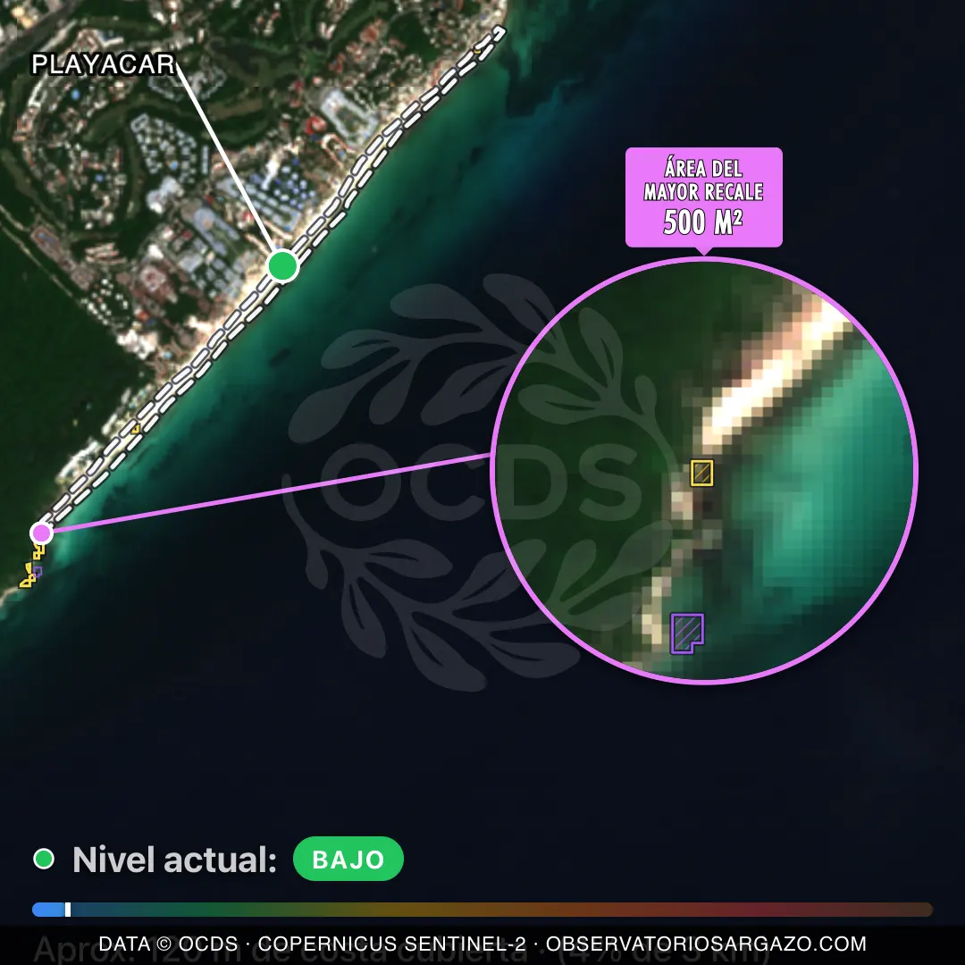 Immagine satellitare del sargasso sulla spiaggia Playacar, Playa del Carmen — sargasso scarso, 12 ottobre 2026