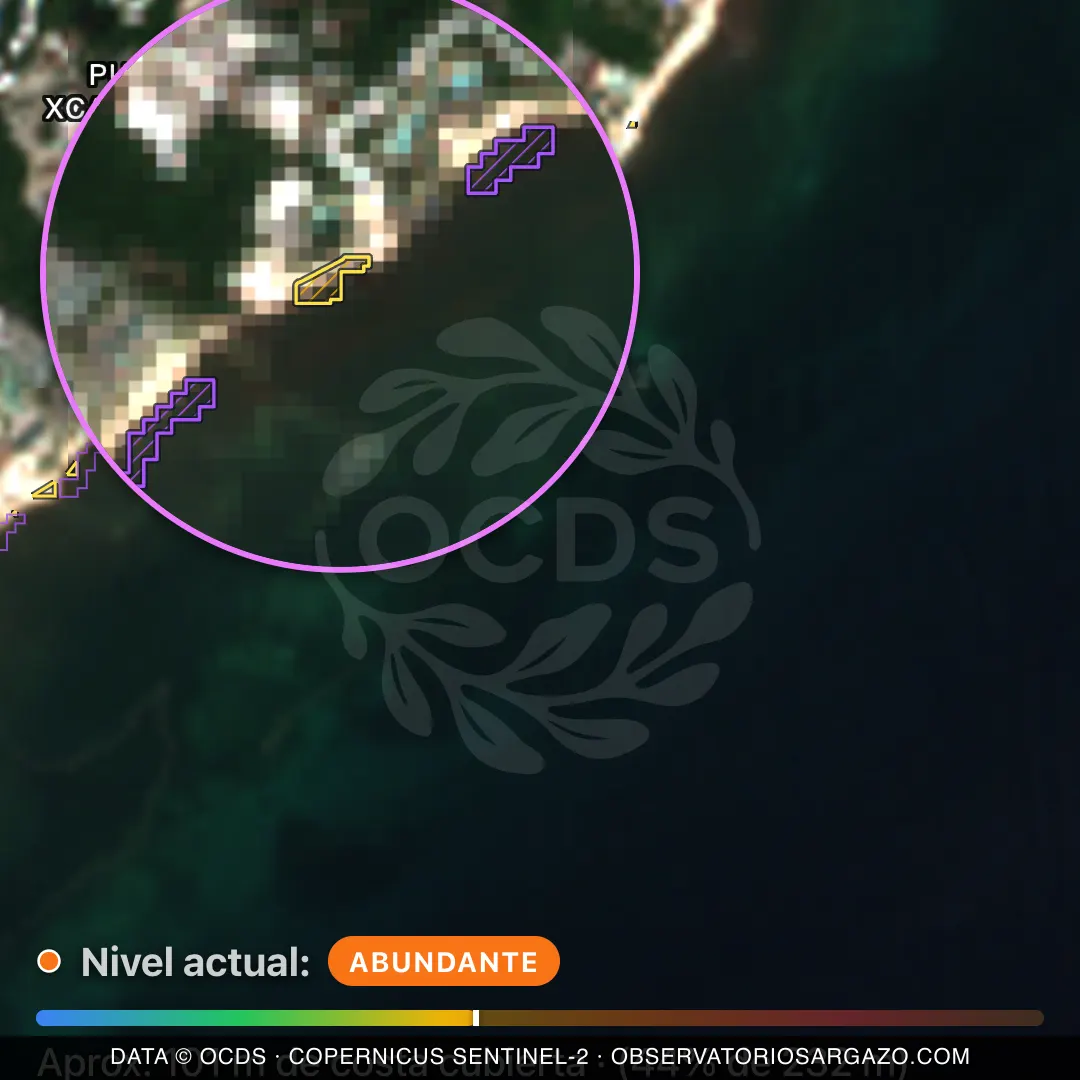 Image satellite des sargasses sur la plage Punta Xcalacoco, Playa del Carmen — marée brune, 12 octobre 2026