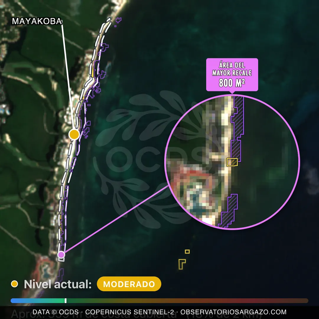 Immagine satellitare del sargasso sulla spiaggia Mayakoba, Puerto Morelos — marea marrone, 12 ottobre 2026