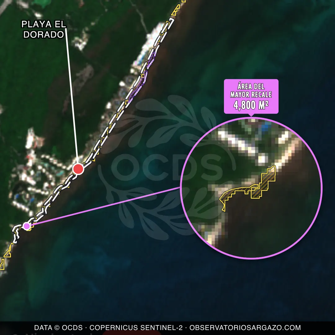 Immagine satellitare del sargasso sulla spiaggia Playa El Dorado, Puerto Morelos — sargasso eccessivo, 12 ottobre 2026