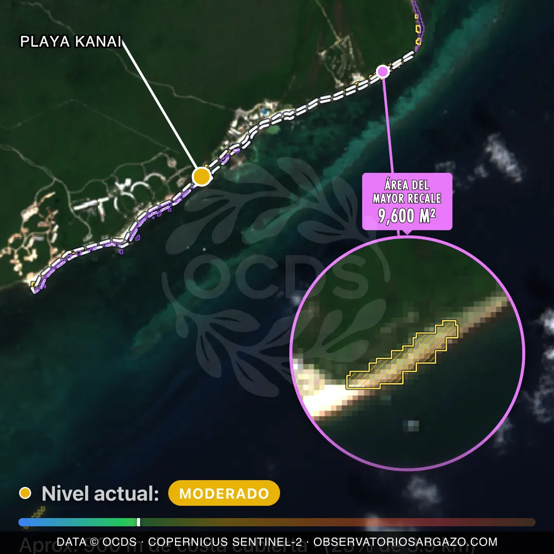 Immagine satellitare del sargasso sulla spiaggia Playa Kanai, Puerto Morelos — marea marrone, 12 ottobre 2026