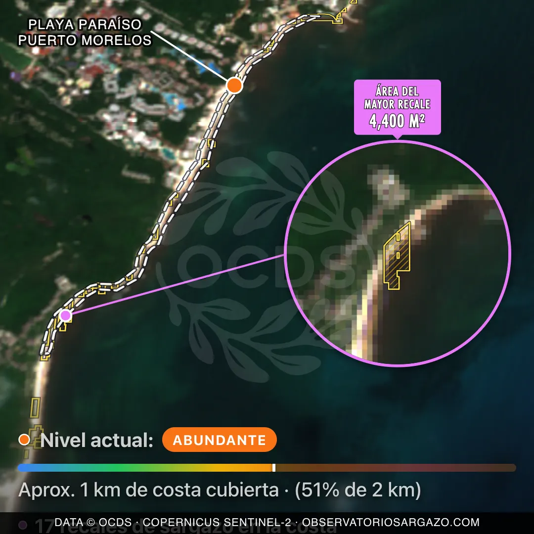 Immagine satellitare del sargasso sulla spiaggia Playa Paraíso Puerto Morelos, Puerto Morelos — sargasso abbondante, 12 ottobre 2026