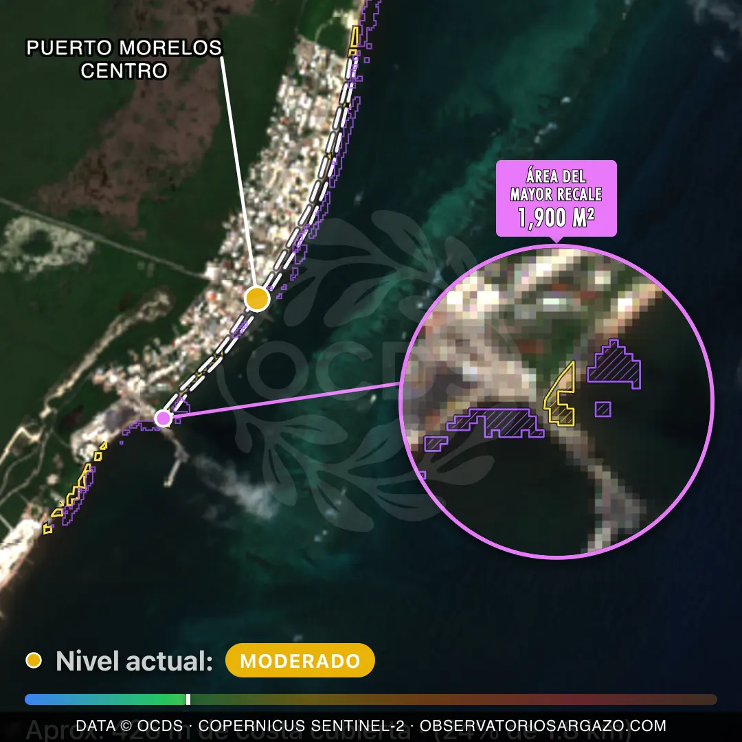 Immagine satellitare del sargasso sulla spiaggia Puerto Morelos Centro, Puerto Morelos — sargasso moderato, 12 ottobre 2026