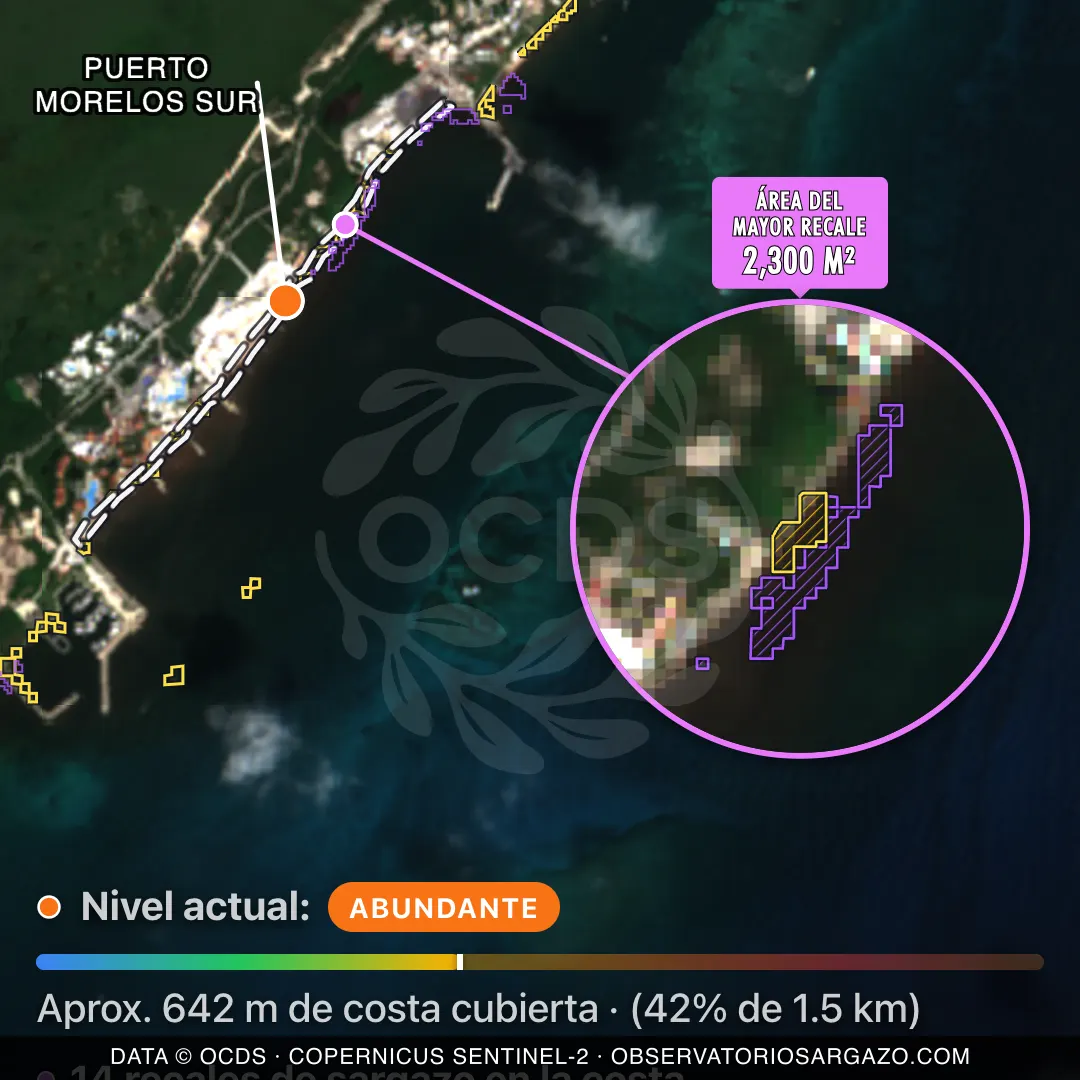 Immagine satellitare del sargasso sulla spiaggia Puerto Morelos Sur, Puerto Morelos — sargasso abbondante, 12 ottobre 2026