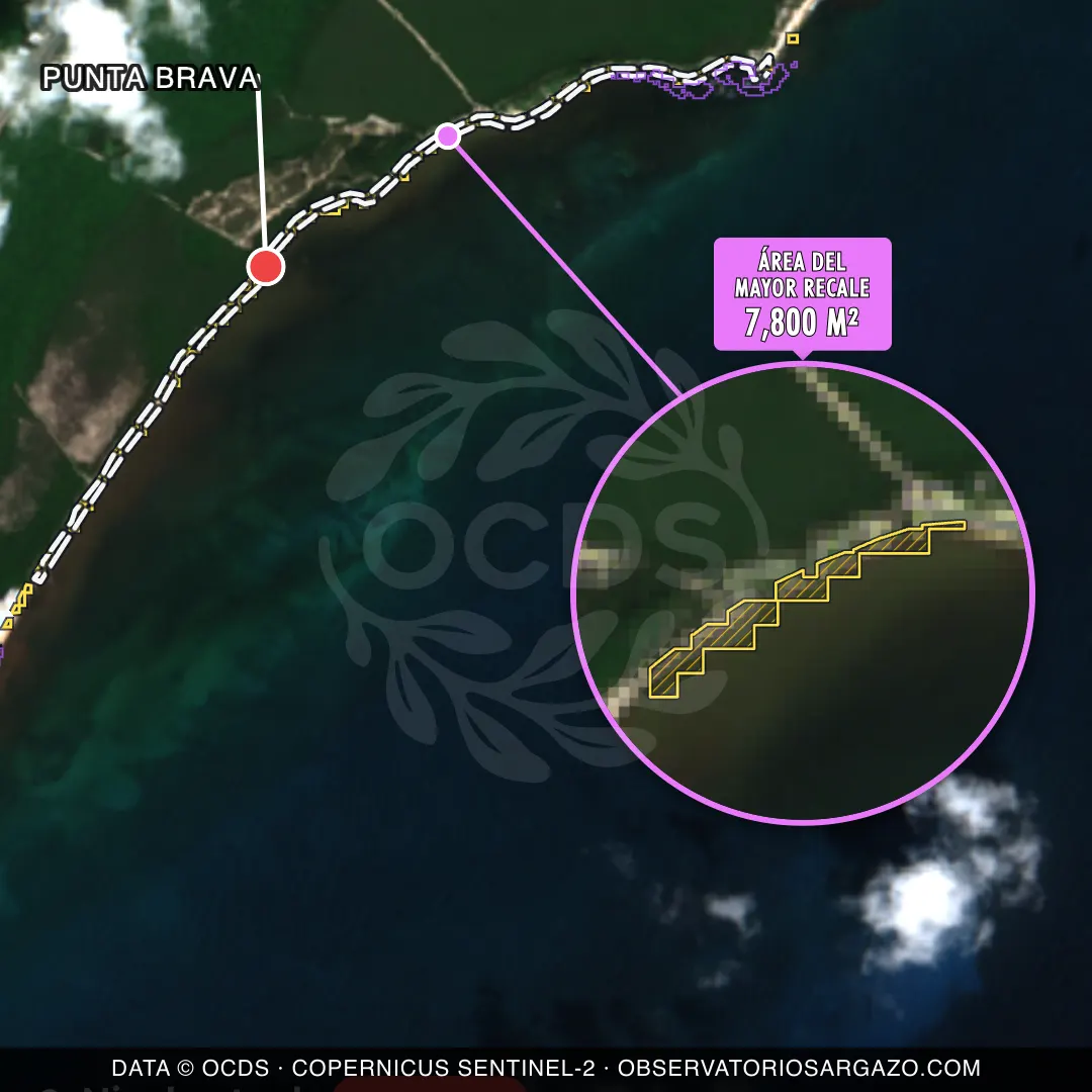 Immagine satellitare del sargasso sulla spiaggia Punta Brava, Puerto Morelos — sargasso eccessivo, 12 ottobre 2026
