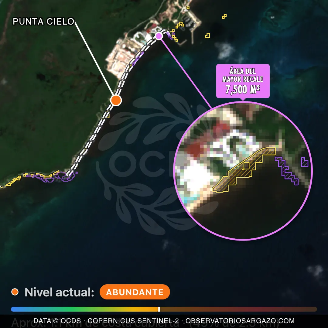 Immagine satellitare del sargasso sulla spiaggia Punta Cielo, Puerto Morelos — sargasso abbondante, 12 ottobre 2026