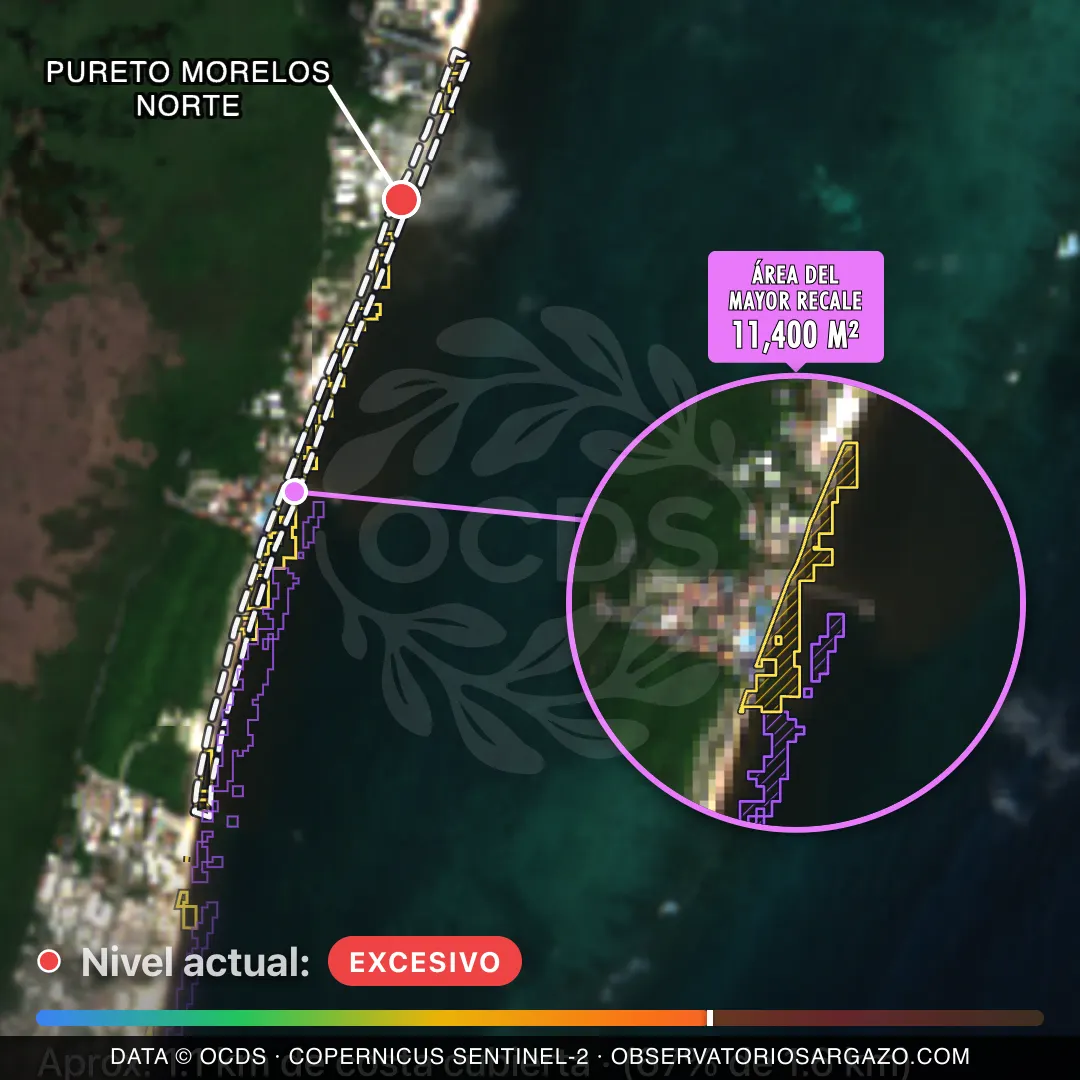 Image satellite des sargasses sur la plage Pureto Morelos Norte, Puerto Morelos — sargasses excessives, 12 octobre 2026