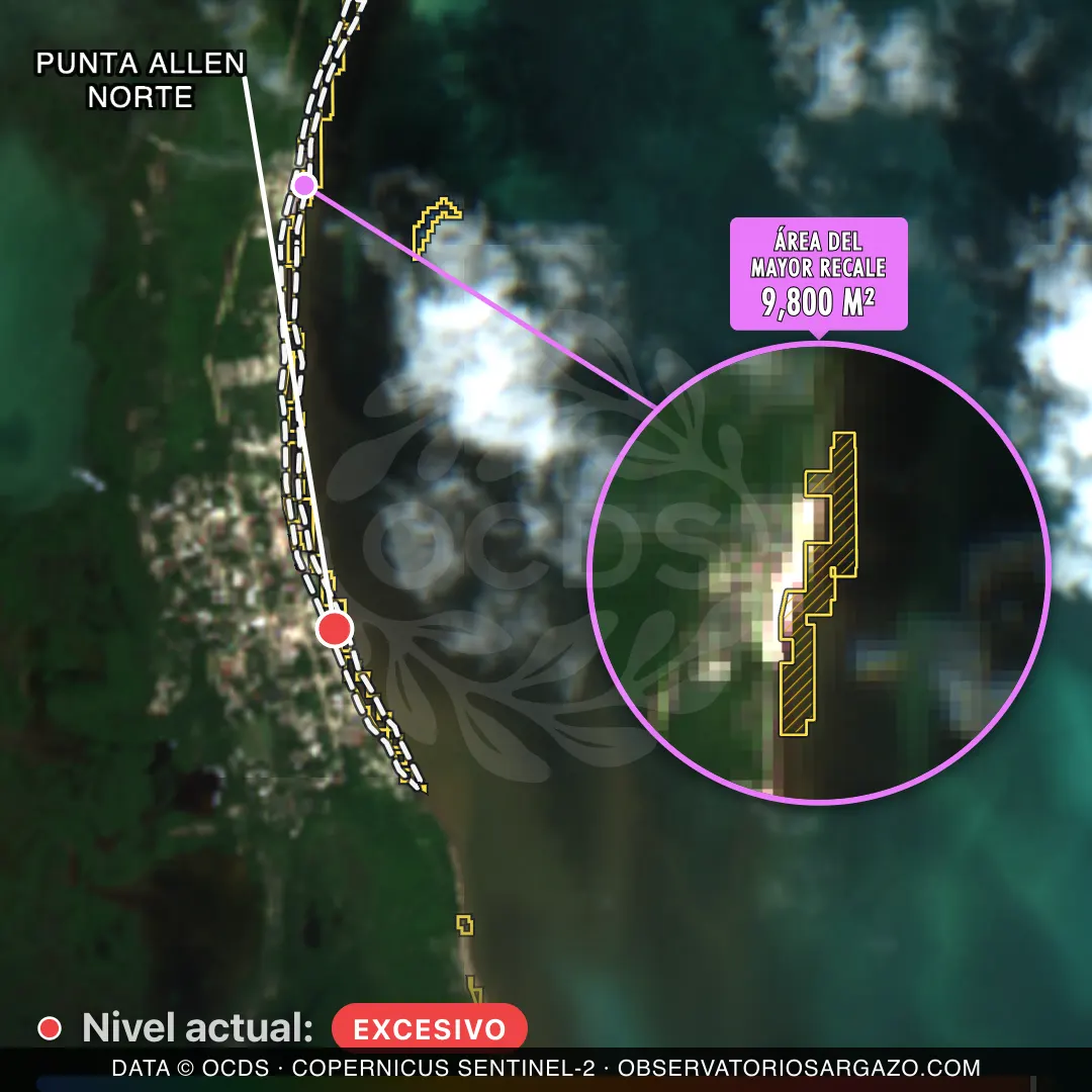Image satellite des sargasses sur la plage Punta Allen Norte, Punta Allen — sargasses excessives, 12 octobre 2026