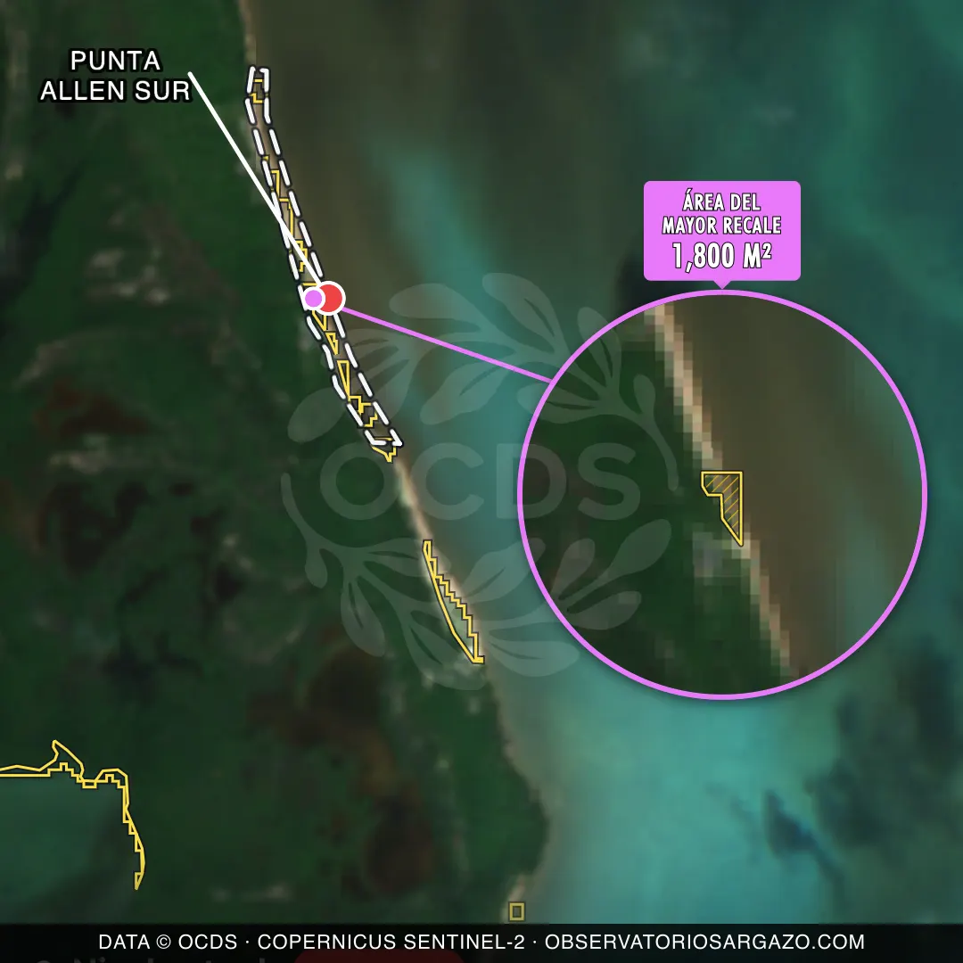 Immagine satellitare del sargasso sulla spiaggia Punta Allen Sur, Punta Allen — sargasso eccessivo, 12 ottobre 2026