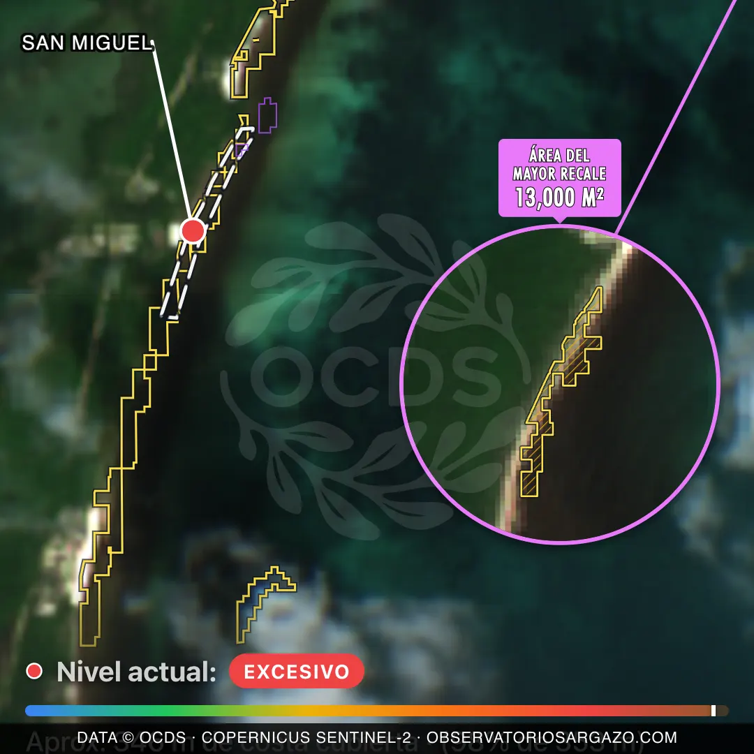 Image satellite des sargasses sur la plage San Miguel, Punta Allen — sargasses excessives, 12 octobre 2026