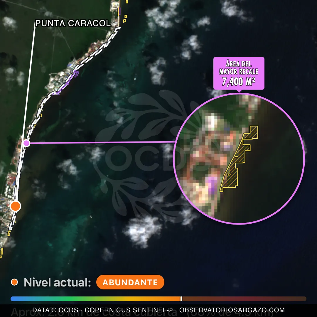 Immagine satellitare del sargasso sulla spiaggia Punta Caracol, Riviera Cancún — sargasso abbondante, 12 ottobre 2026