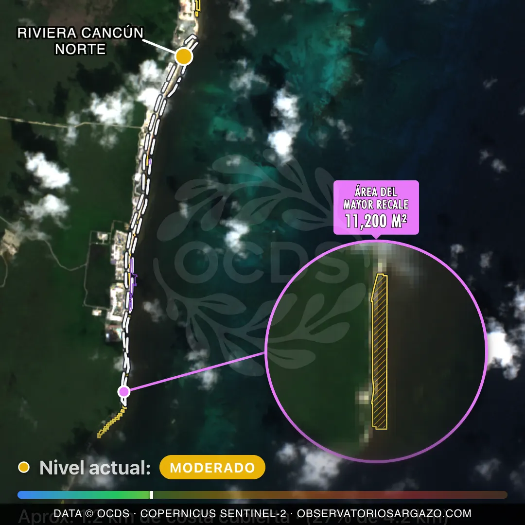 Immagine satellitare del sargasso sulla spiaggia Riviera Cancún Norte, Riviera Cancún — sargasso moderato, 12 ottobre 2026