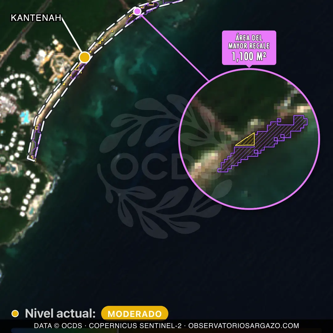 Image satellite des sargasses sur la plage Kantenah, Riviera Maya — marée brune, 12 octobre 2026