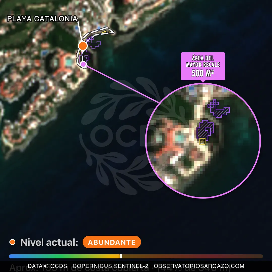 Immagine satellitare del sargasso sulla spiaggia Playa Catalonia, Riviera Maya — sargasso abbondante, 12 ottobre 2026