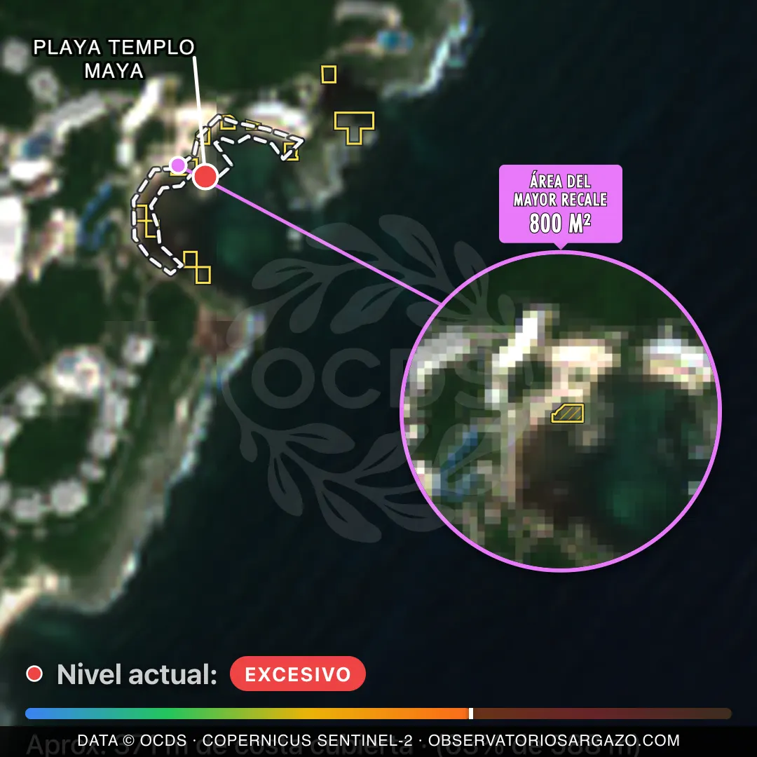 Image satellite des sargasses sur la plage Playa Templo Maya, Riviera Maya — sargasses excessives, 12 octobre 2026