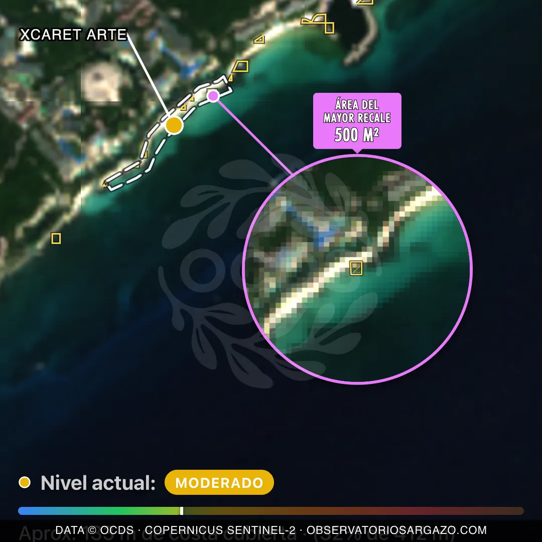 Image satellite des sargasses sur la plage Xcaret Arte, Riviera Maya — sargasses modérées, 12 octobre 2026