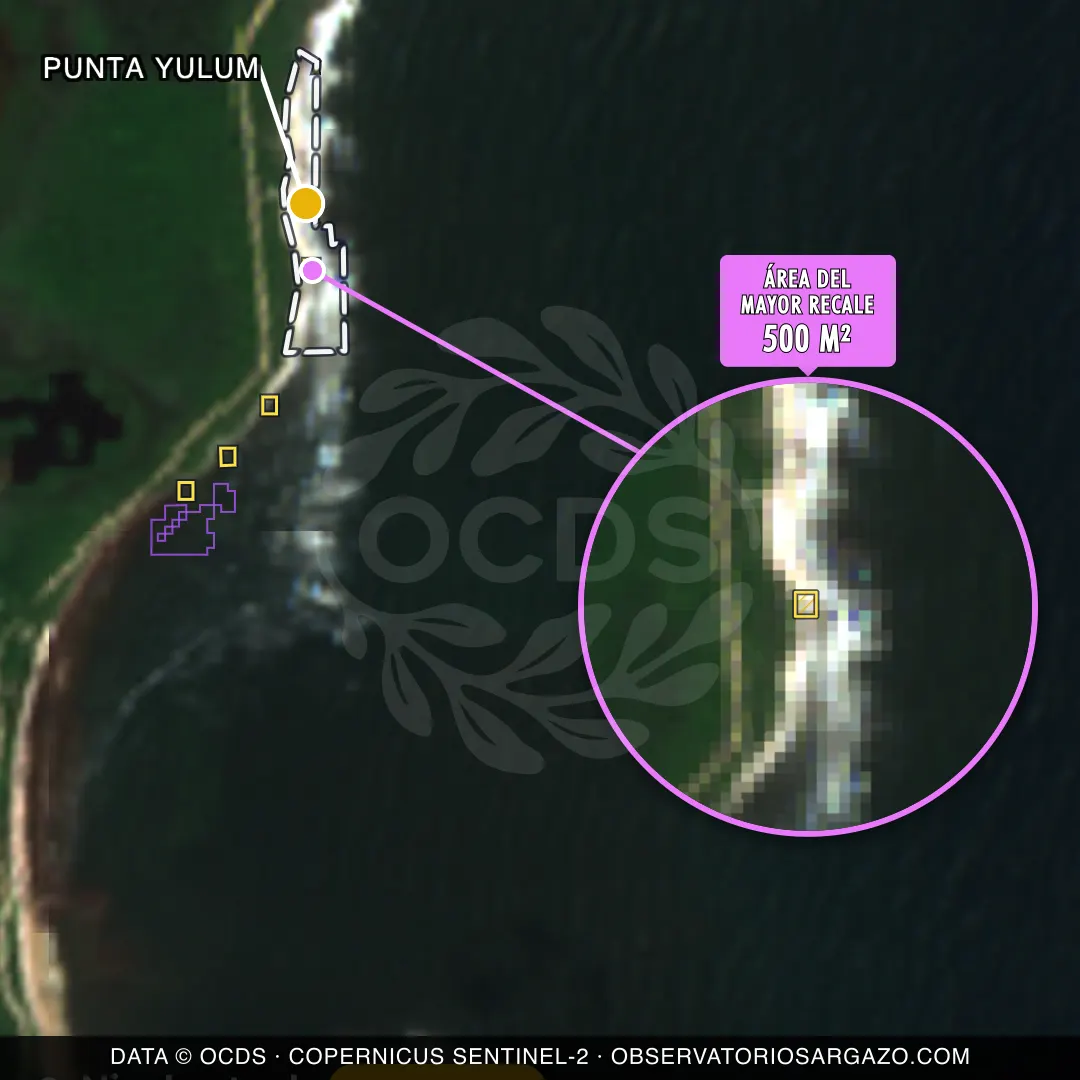 Immagine satellitare del sargasso sulla spiaggia Punta Yulum, Sian Kaan — sargasso moderato, 12 ottobre 2026