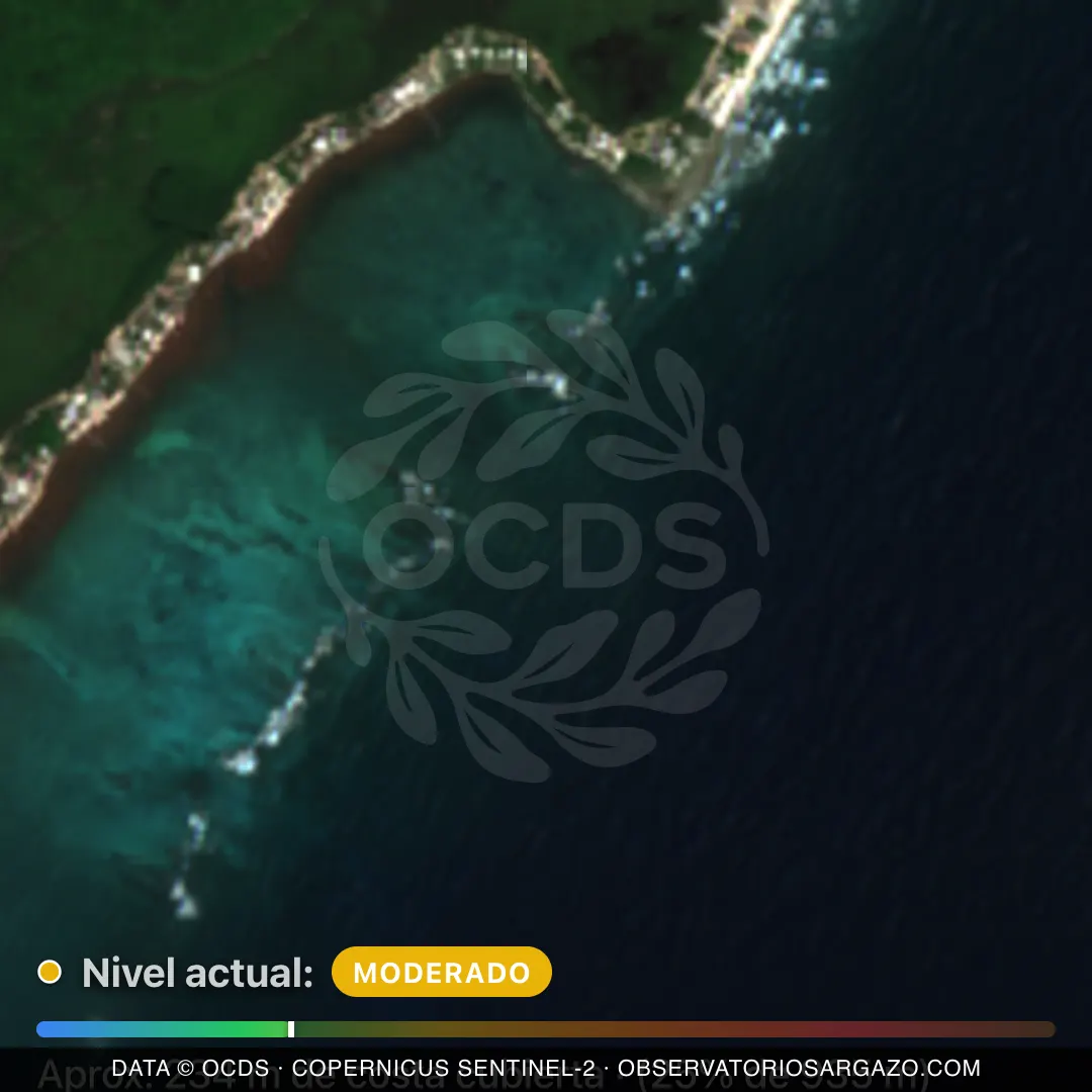 Image satellite des sargasses sur la plage Bahía Tulum Norte, Tulum — marée brune, 12 octobre 2026