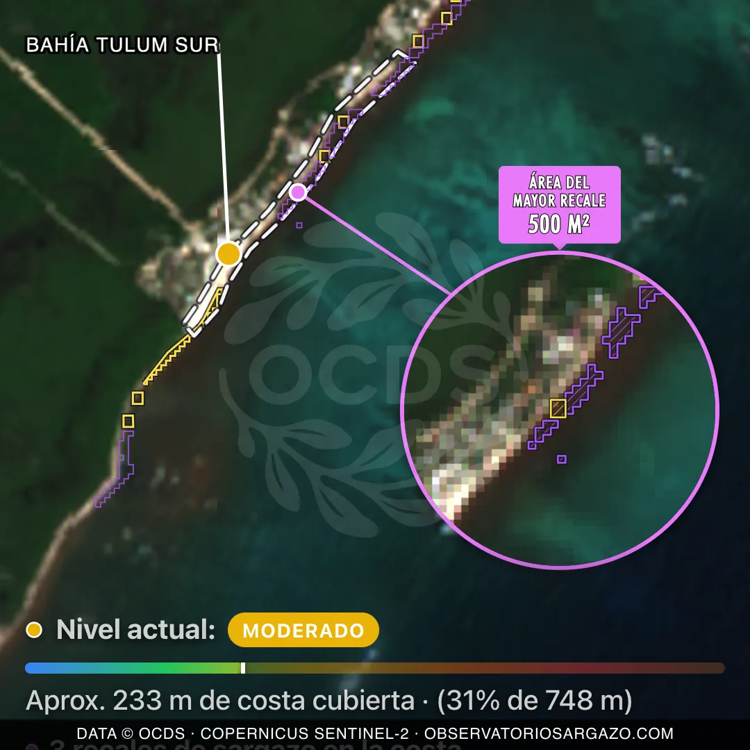 Immagine satellitare del sargasso sulla spiaggia Bahía Tulum Sur, Tulum — marea marrone, 12 ottobre 2026