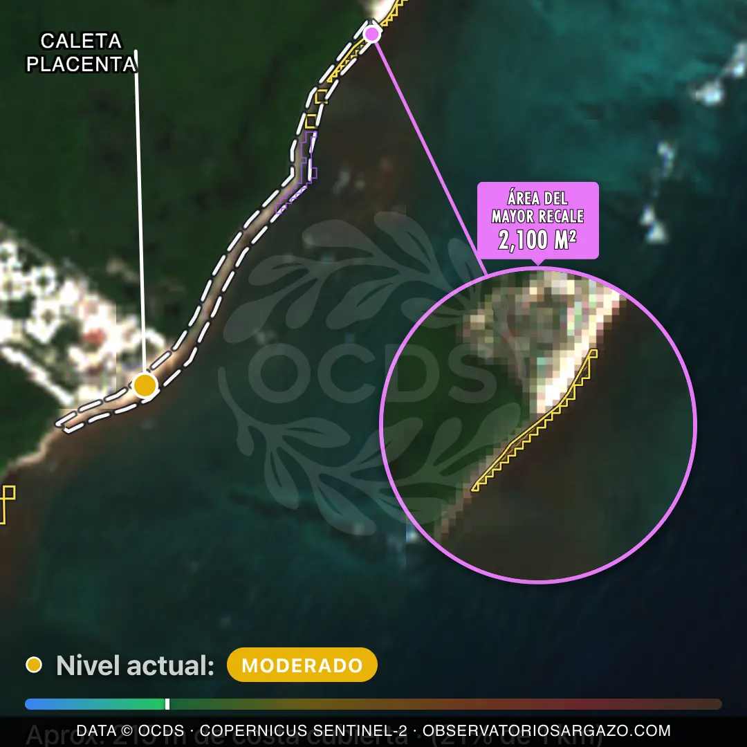 Image satellite des sargasses sur la plage Caleta Placenta, Tulum — sargasses modérées, 12 octobre 2026