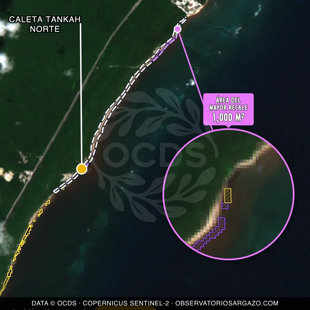 Immagine satellitare del sargasso sulla spiaggia Caleta Tankah Norte, Tulum — sargasso moderato, 12 ottobre 2026