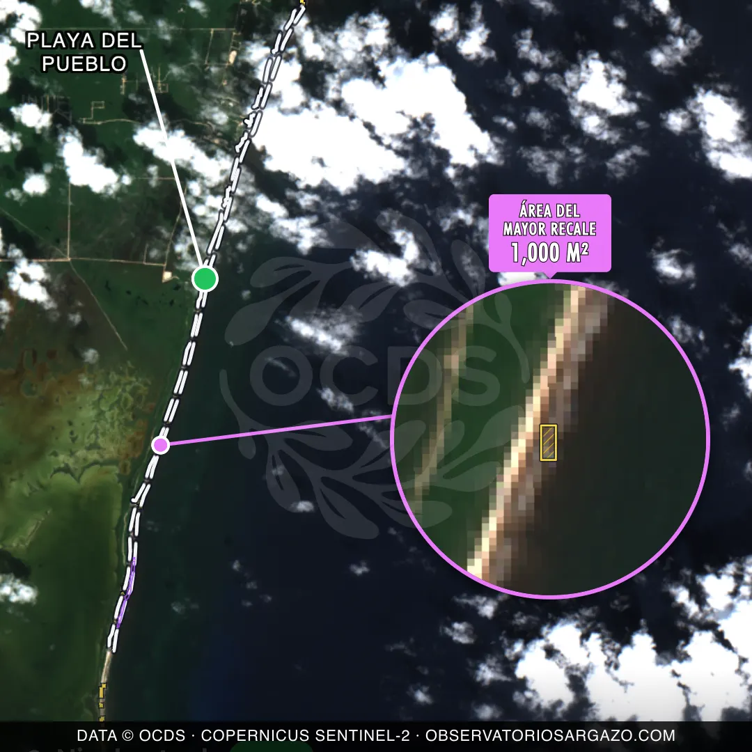 Immagine satellitare del sargasso sulla spiaggia Playa del Pueblo, Tulum — sargasso scarso, 12 ottobre 2026