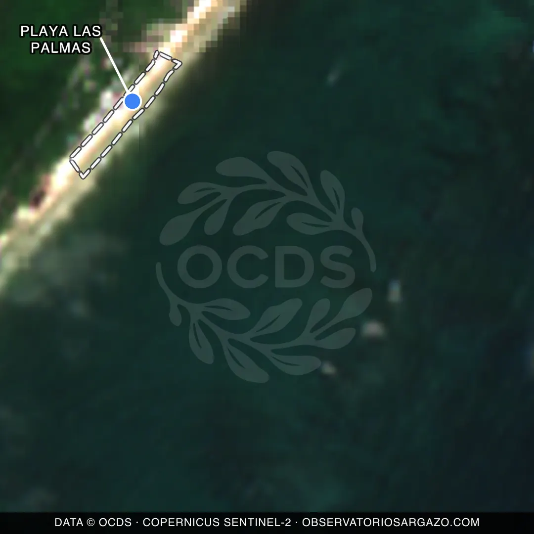 Image satellite des sargasses sur la plage Playa Las Palmas, Tulum — sans sargasses, 12 octobre 2026